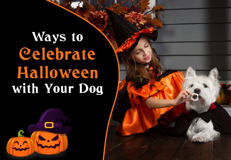 5 Ways to Celebrate Halloween with Your Dog